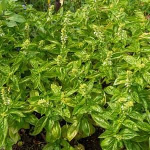 Basilic Loki - Graines d'Exception